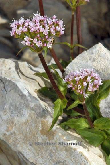 valeriana asarifolia 2 graphic